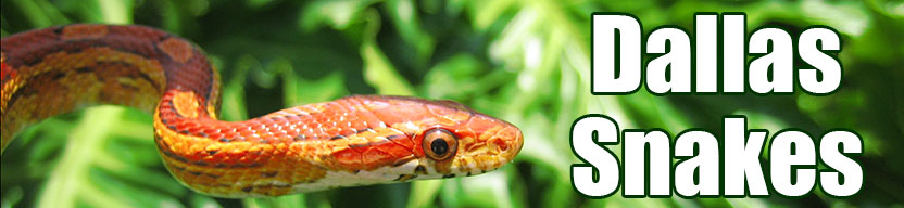 Dallas snake