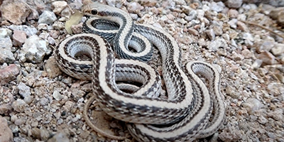 Dallas snake
